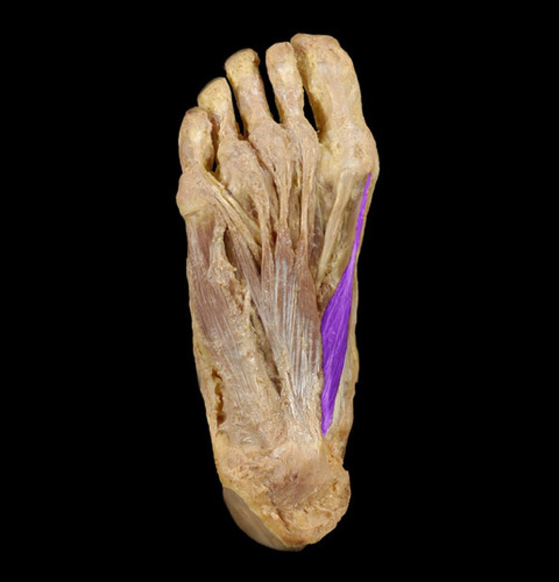 <p>Origin: Calcaneus, plantar aponeurosis</p><p>Insertion: Medial base of proximal phalanx of great toe</p>