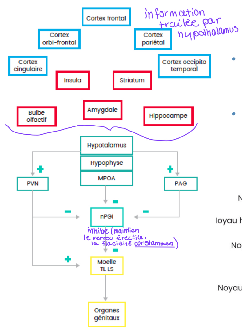 <p>à partir des informations reçues du cortex et de l'hippocampe, le MPOA l'interprète, puis prend la décision d'inhiber l'inhibation du nPGI pour rendre l'excitation sexuelle possible, accompagné du PGA qui inhibe aussi et le PVN qui peut directement stimulé les réflexes sexuels en passant par-dessus le nPGI.</p>