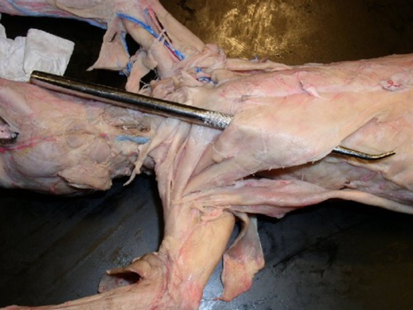 knowt flashcard image