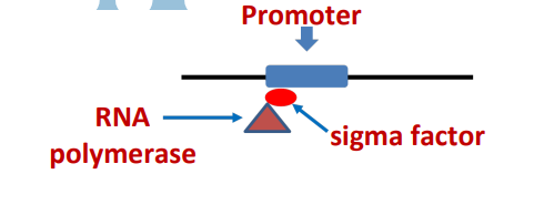 <p>interacting w/different promoters; sigma factors <strong><u>guide RNA polymerase to the promoters</u></strong></p>