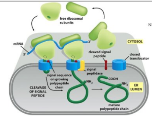 <ul><li><p><span style="background-color: transparent; font-family: "Times New Roman", serif;"><span>The ribosome docks onto the ER membrane surface and “injects” the nascent polypeptide into the ER lumen. During or soon after transport, the ER signal sequence is cleaved off by a signal peptidase. The protein is then released in the ER lumen.</span></span></p></li><li><p><span style="background-color: transparent; font-family: "Times New Roman", serif;"><span>The signal peptidase active site is facing the ER lumen</span></span></p></li><li><p><span style="background-color: transparent; font-family: "Times New Roman", serif;"><span>The cleaved signal peptide is not stable (too small) and is rapidly degraded</span></span></p></li><li><p><span style="background-color: transparent; font-family: "Times New Roman", serif;"><span>The “crack” located sideways on the translocon is the lateral gate</span></span></p></li></ul><p></p>