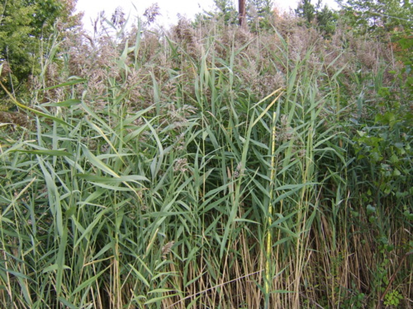 <p>Tall grass up to 15 ft, large feathery plumes; invasive; campus, HMF, Sandy Hook, Cheesequake.</p>
