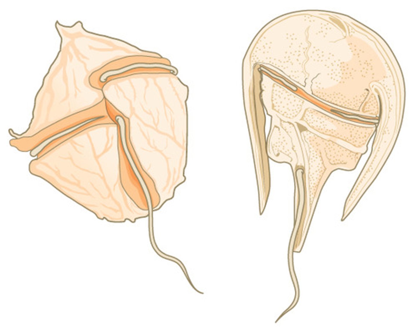 <p>transverse flagellum</p>