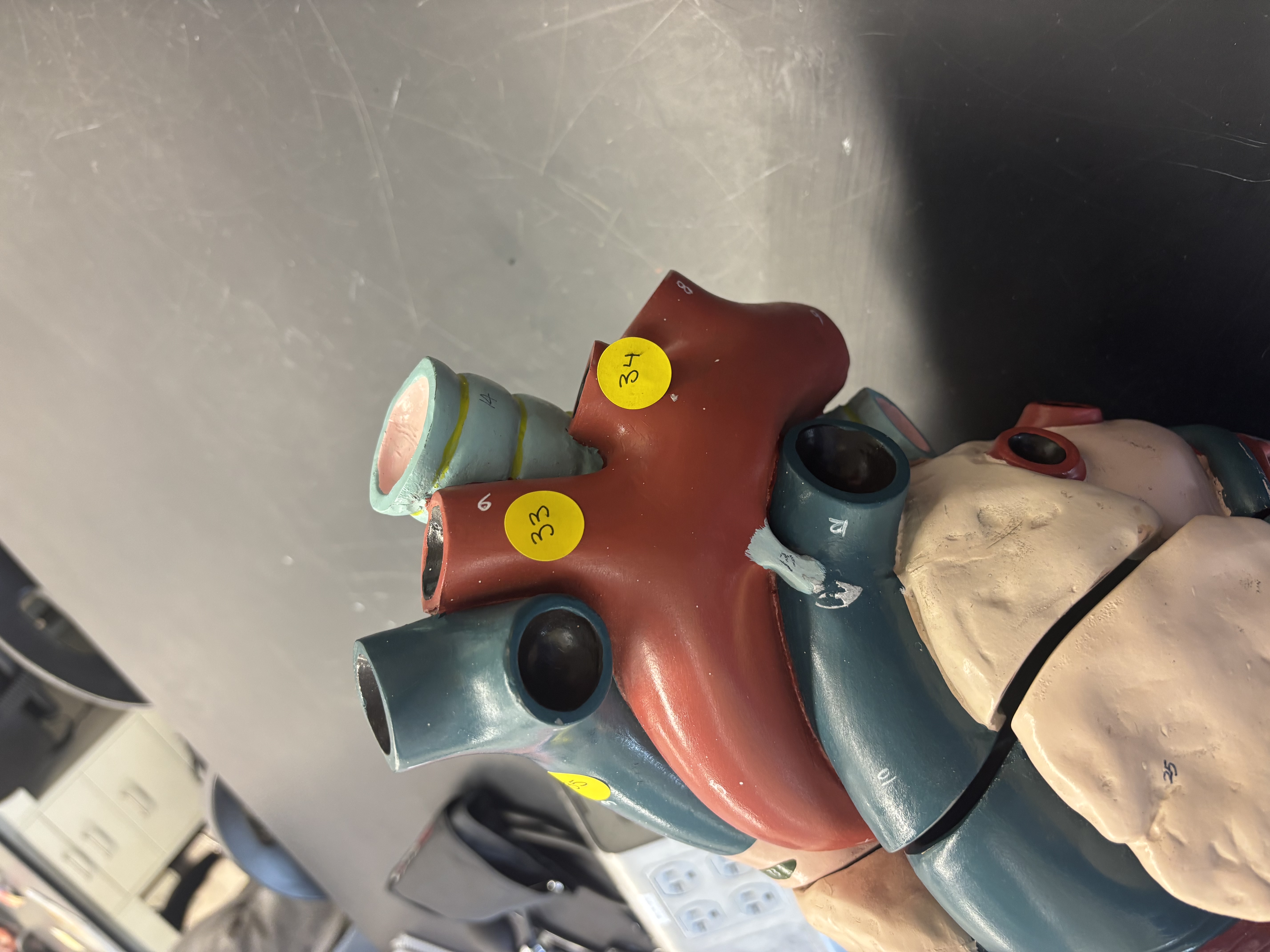 <p>33- brachiocephalic trunk</p><p>34- left common carotid artery </p>