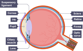 <p>As light hits the eye, the cornea allows it to pass through and refract slightly through the pupil in the iris and pass onto the lens <br>The lens refracts the light onto the fovea on the retina so eye can see most clearly<br>The optic nerve takes impulses generated by receptor cells to the brain</p>