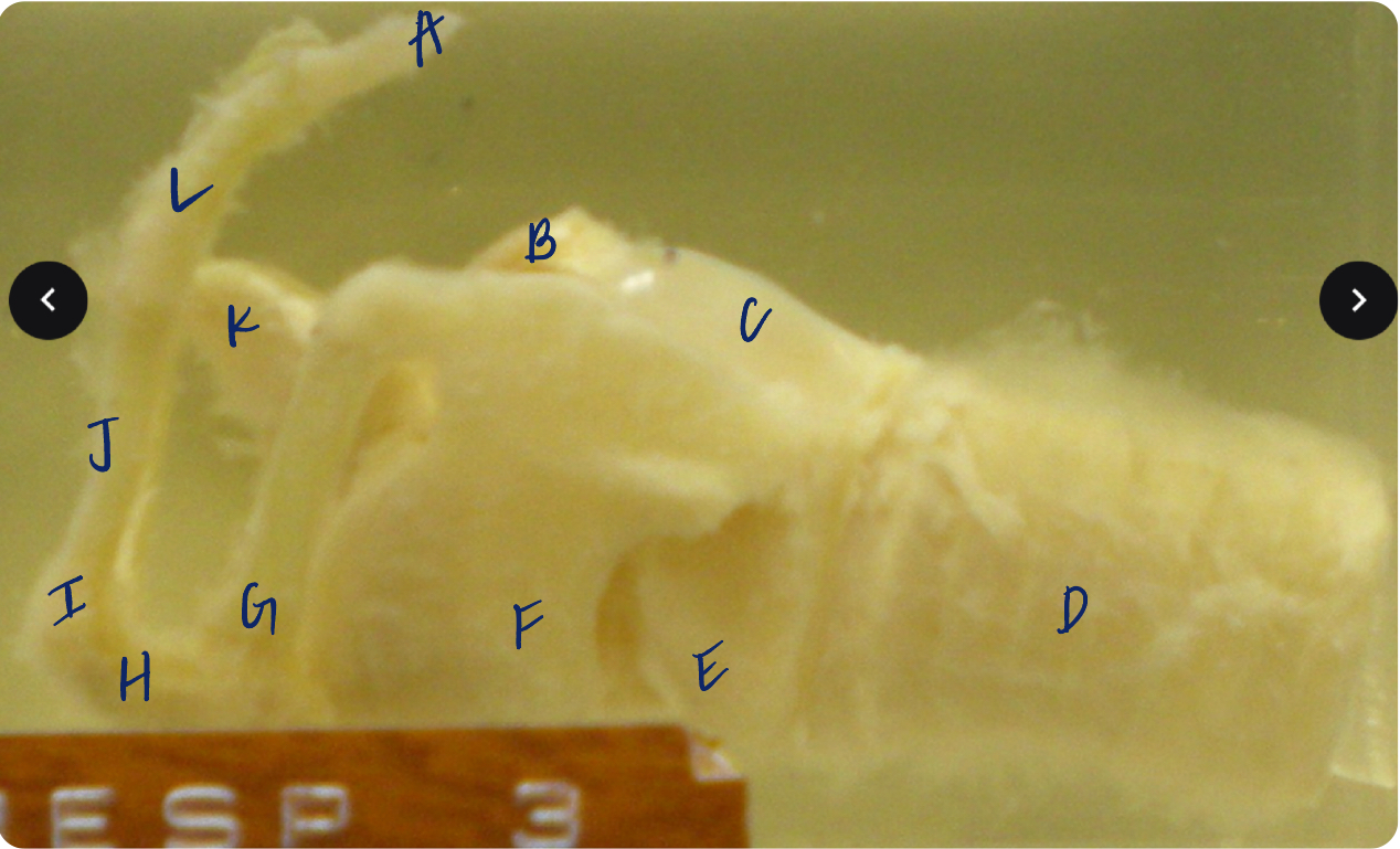 <p>H</p><p>(dog hyoid &amp; larynx)</p>