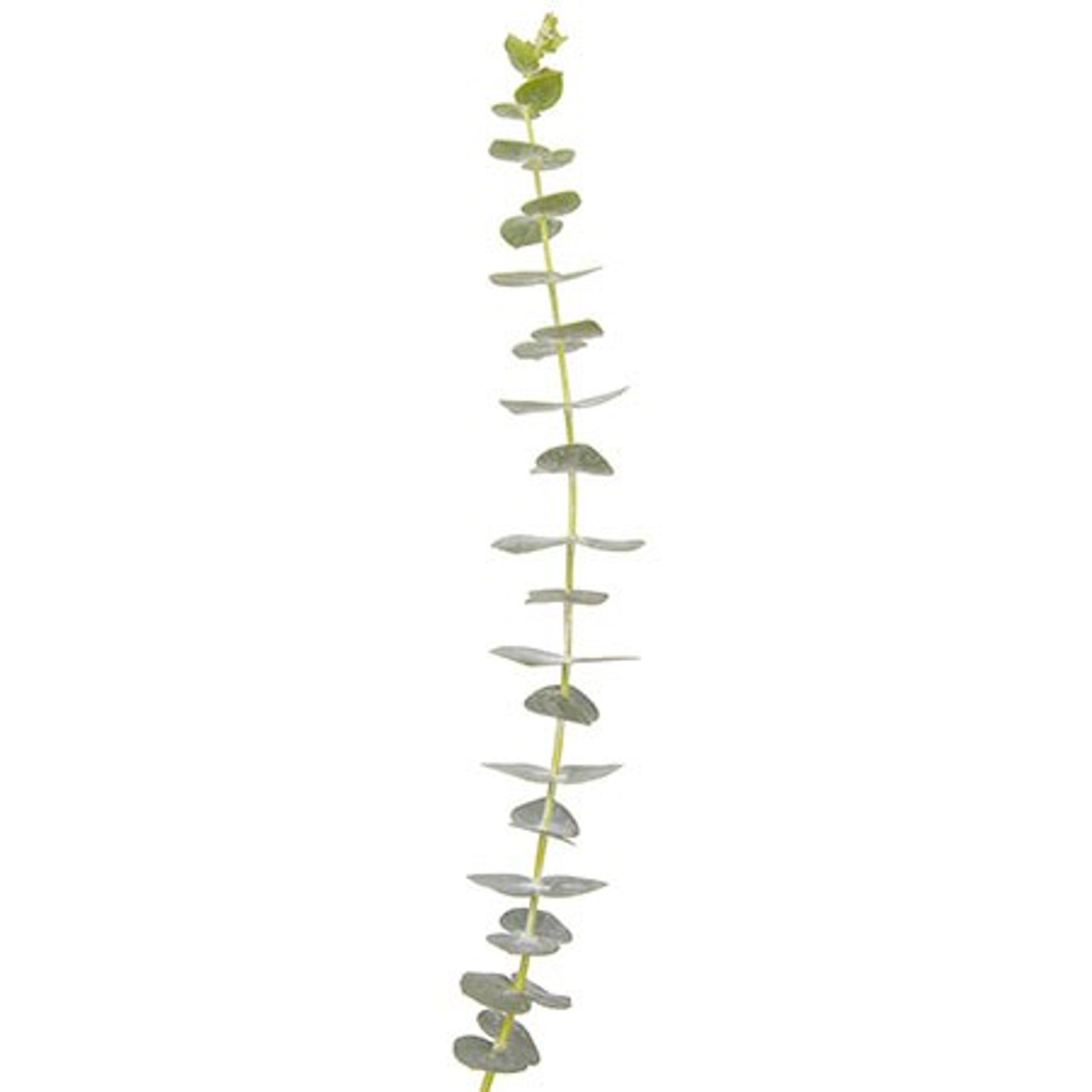 <p><em>Eucalyptus</em></p>