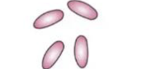 <p>identify shape</p>