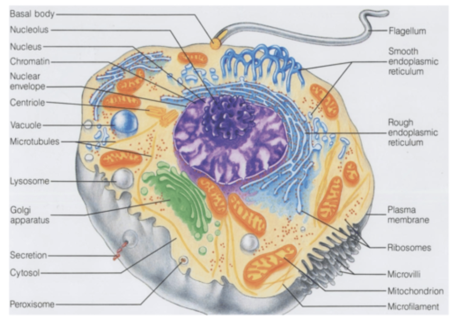 <p>What eukaryotic cell organelles are membranous? (7) </p>