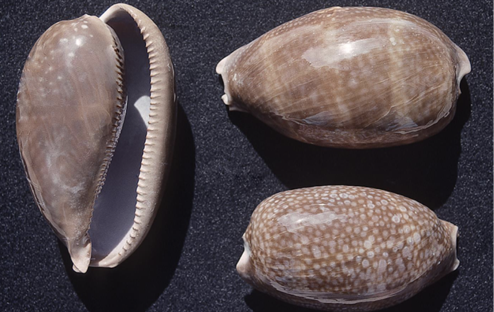 <p>What phylum, class, subclass, and family is this organism? What habitat and feeding corresponds to them?</p>