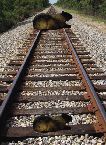 <p><span>visual illusion where </span><strong>two horizontal lines</strong><span> of the same length appear to be different because of the </span><strong>converging lines</strong><span> (like railway tracks) in the background.</span></p>