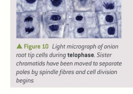 <ol><li><p>the chromatids have reached the poles and are now called chromosomes again yay!</p></li><li><p>the two new sets of chromosomes assemble at each pole and the nuclear envelope reforms around them.</p></li><li><p>the chromosomes start to uncoil and the nucleus is formed</p></li><li><p>cytokinesis begins….</p></li></ol>