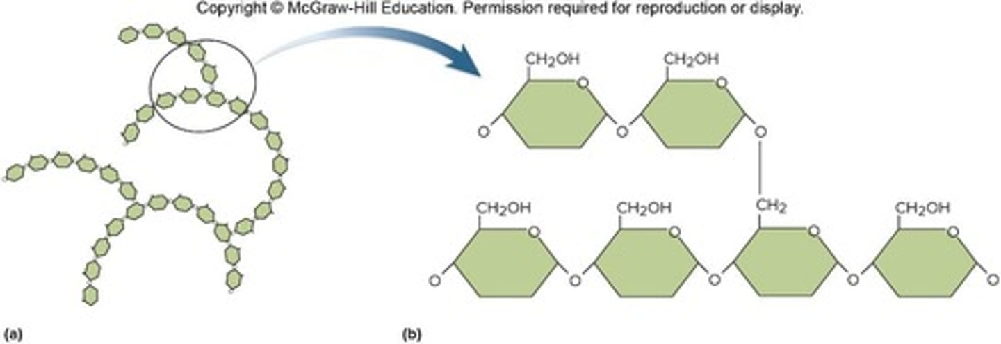 <p>Long chains of monosaccharides</p>