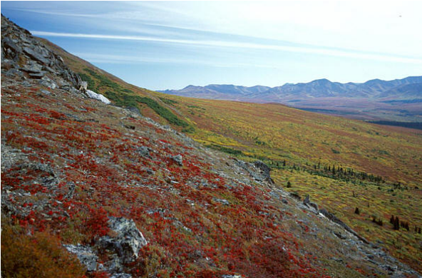 <p>Temperaturas muy bajas, poca lluvia (nieve), sin árboles, baja productividad y descomposición, suelos poco profundos, permafrost.</p>
