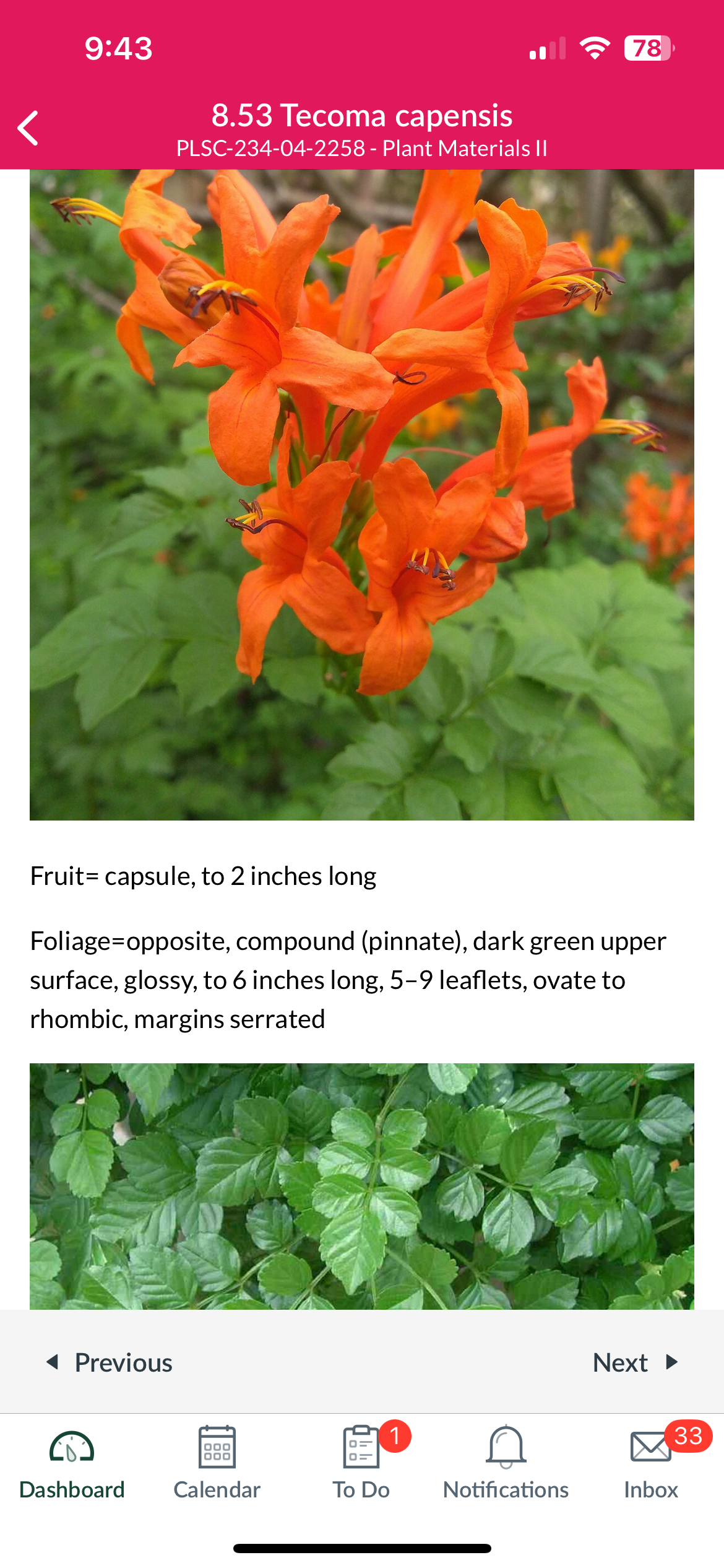 <p>Tecoma capensis</p>