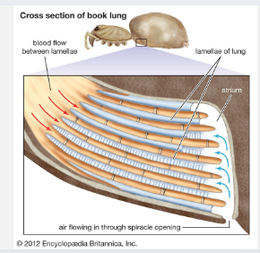 <p>modified <strong>bookgills</strong> that sit inside the <strong>abdomen</strong> in <strong>arachnids</strong></p><p><strong>for respiration</strong></p>