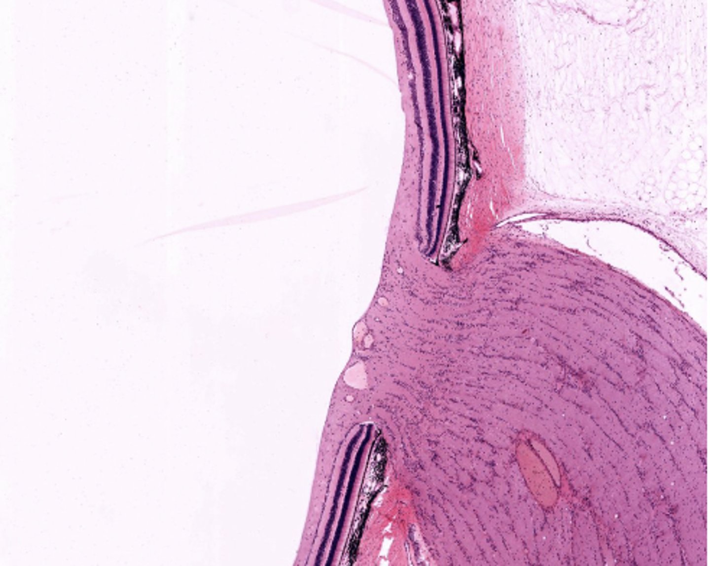 <p>Identify the specific structure</p>