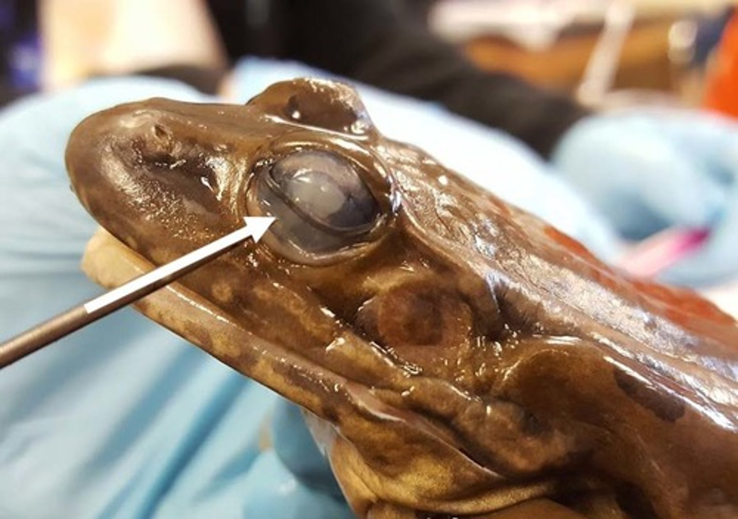 <p>Inner (extra) eyelid that provides an extra layer of protection as well as moistens the eye (Humans do not have; seen especially in lizards &amp; amphibians due to terrestrial and water habitats (need more protection))</p>