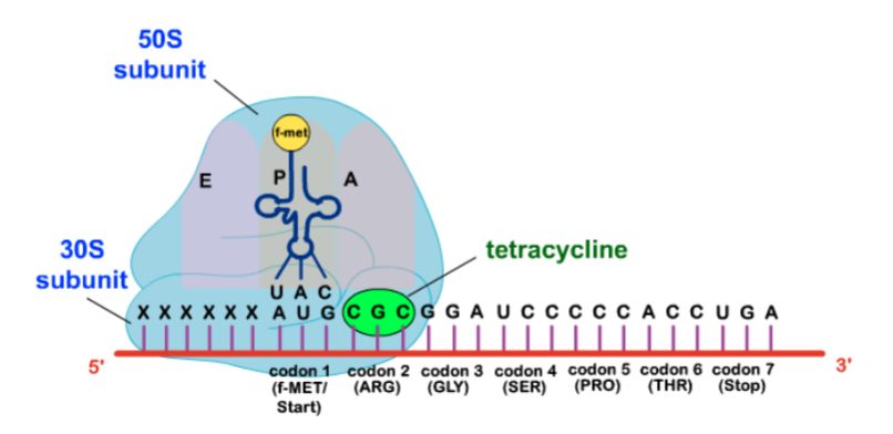 <p>Passive diffusion through hydrophilic pores of outer membrane with energy dependant active transport through inner membrane (can be effective in <strong>anaerobic and hyperosmotic </strong>environments = works in anaerobes too!!)</p><p>-Bind to 30S subunit of bacterial ribosome and prevent protein synthesis by blocking the attachment of charged <strong>aminoacyl-tRNA</strong> to the A site on the ribosome</p><p>**ALSO binds to <strong>mammalian 80S ribosomal subunit</strong> = CAN INHIBIT PROTEIN SYNTHESIS IN HOST</p>