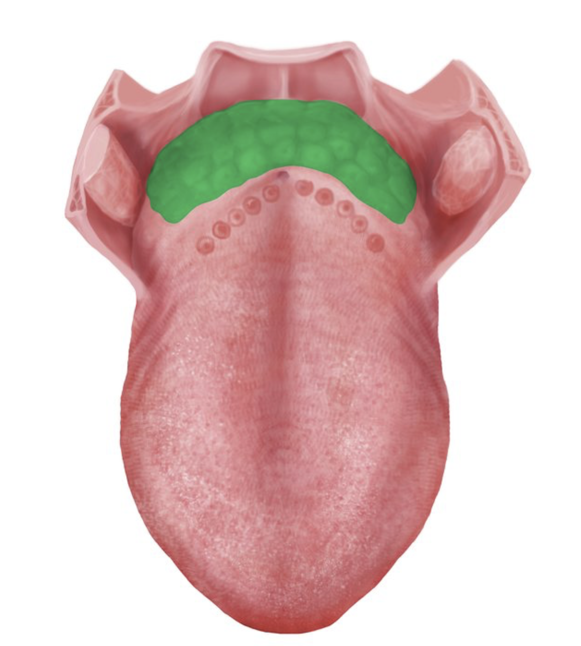 <p>where are the lingual tonsils located?</p>