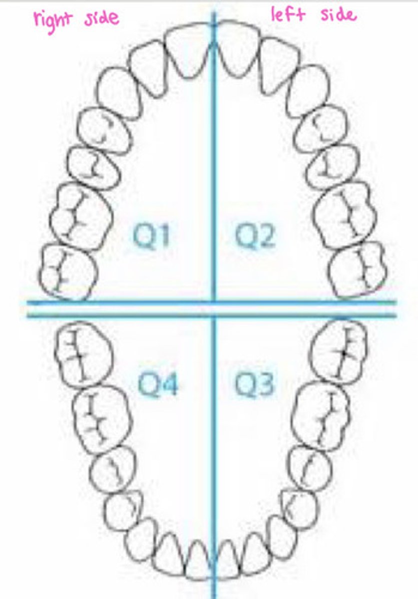 <p>right upper quadrant, left upper quadrant, right lower quadrant, left lower quadrant</p>