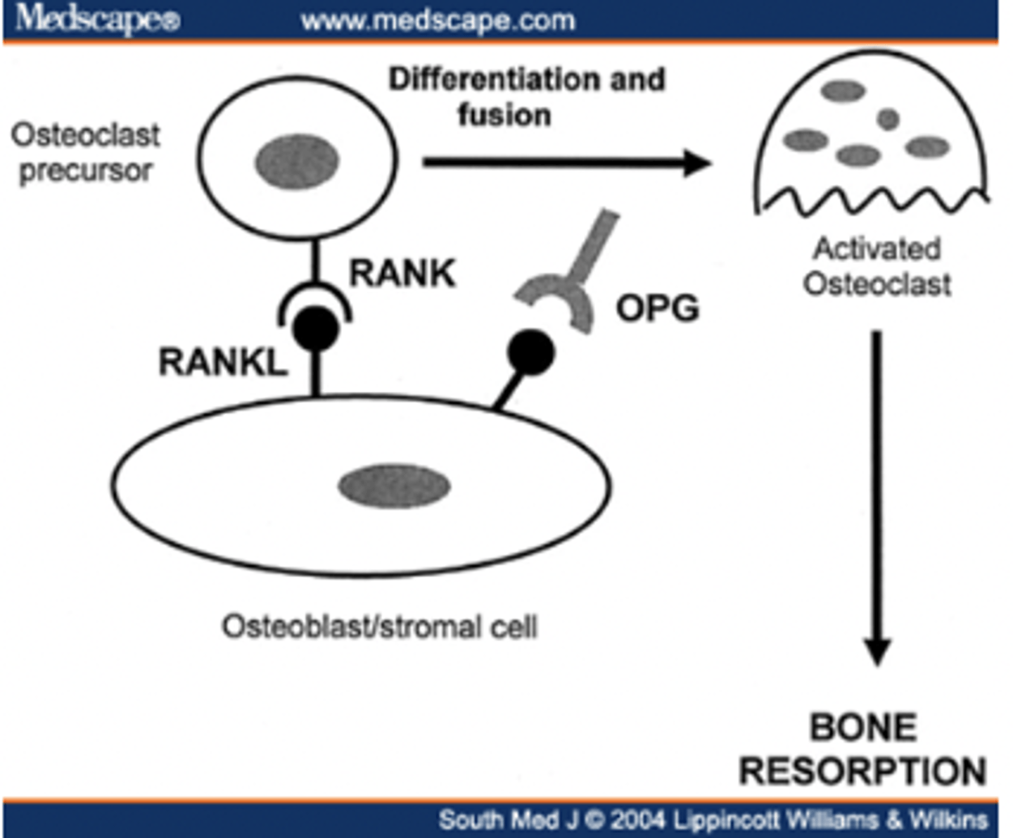 <p>Binding of RANKL to RANK regulates osteoclast differentiation and activation --&gt; bone reabsorption</p>