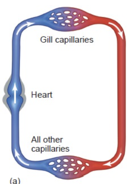 Circulatory system where blood travels 1 loop and is pumped from heart → gas exchange organ → rest of body, e.g. circulatory system in fish.