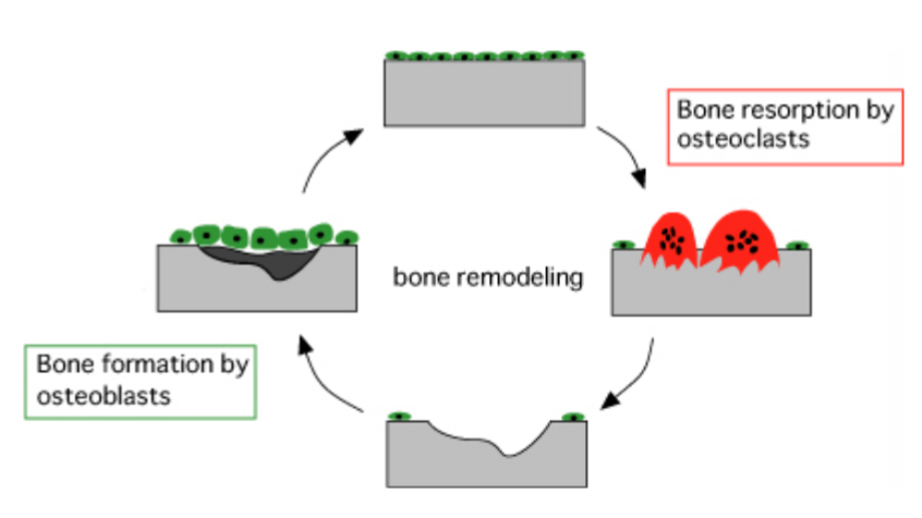 <p>Bone adapts to the loads placed on it, increasing mass where needed and decreasing where not needed</p>
