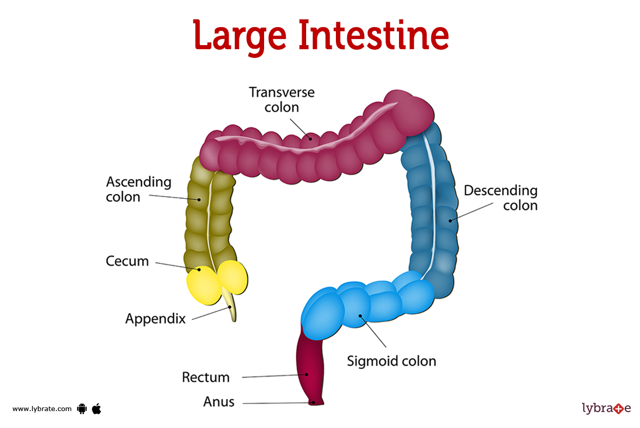 <p>1) Ascending Colon</p><p>2) Transverse Colon</p><p>3) Descending Colon</p><p>4) Sigmoid Colon</p>