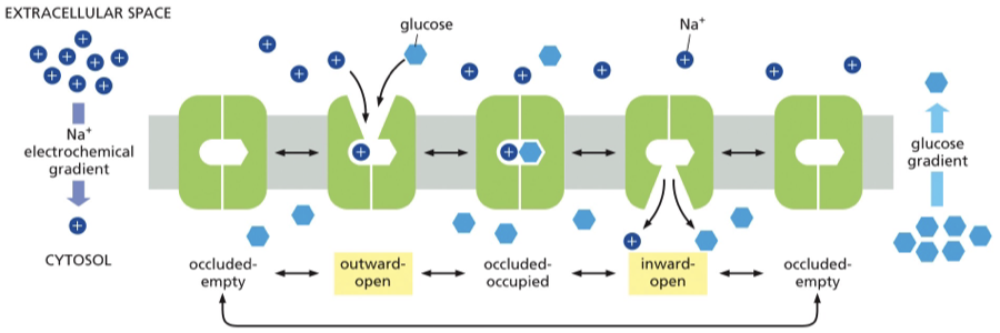 <p>Symporter in regards to the glucose- Na+ symport </p>