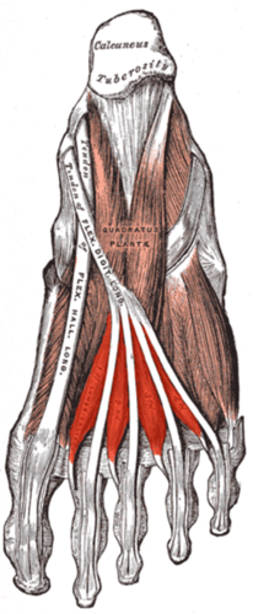 <p>2nd - medial plantar</p><p>3rd-5th - lateral plantar</p>
