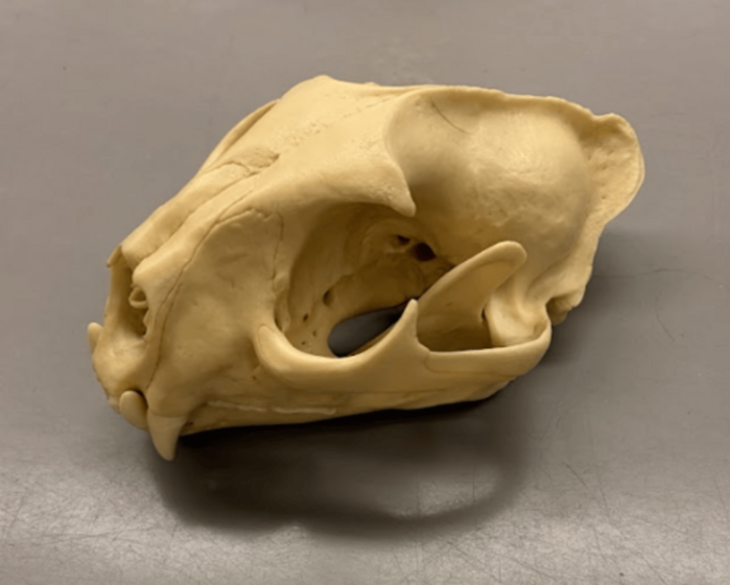 <p>What is this specimen?</p>