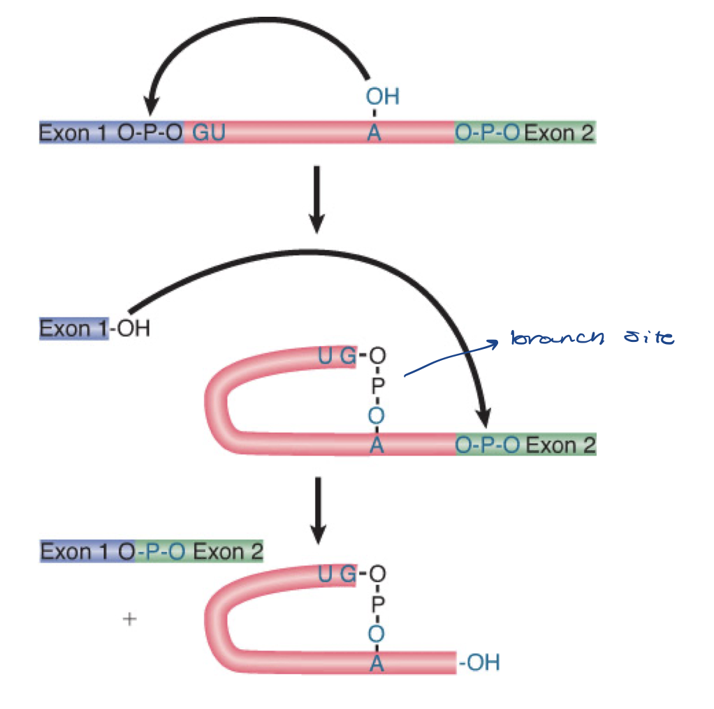 <ol><li><p>5ʹ exon is cleaved off, then it is joined to the 3ʹ exon</p></li><li><p>adenine (A) serves as branch point</p></li></ol><ul><li><p>nuclear splicing occurs by two <strong>transesterification </strong>reactions, in which an -OH group attacks a phosphodiester bond</p><ul><li><p>carried out by spliceosome</p></li><li><p>intron gets released</p></li></ul></li></ul>