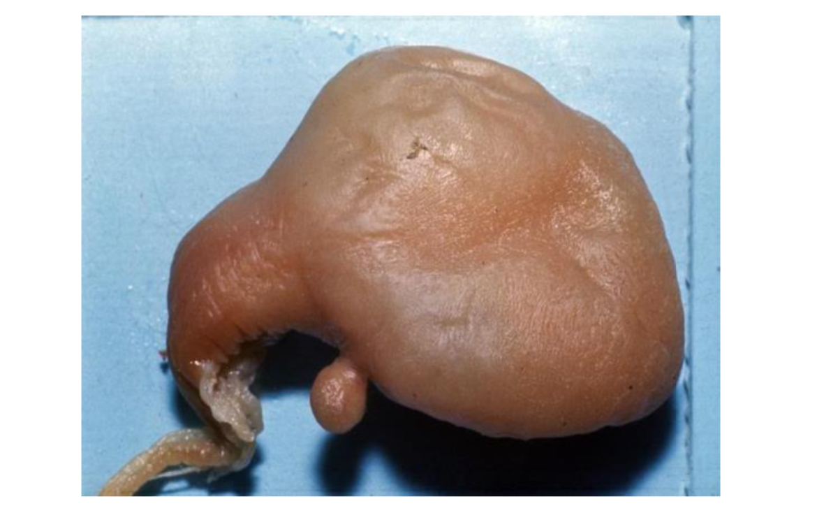 <p>Identify</p>