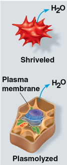 <p>solute concentration is greater than that inside the cell</p><ul><li><p>net diffusion of water form inside the cell to the surrounding solution</p></li><li><p>cells without walls will lose water, shrivel, and likely die</p></li></ul><p></p>