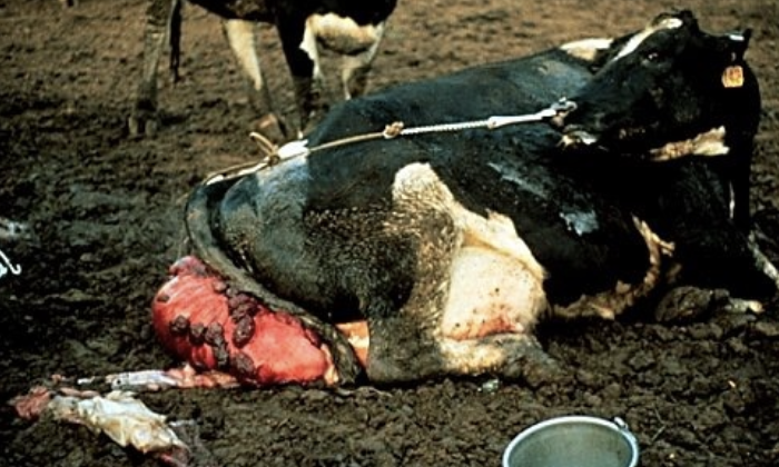 <p>within first 24 hours of calving</p>