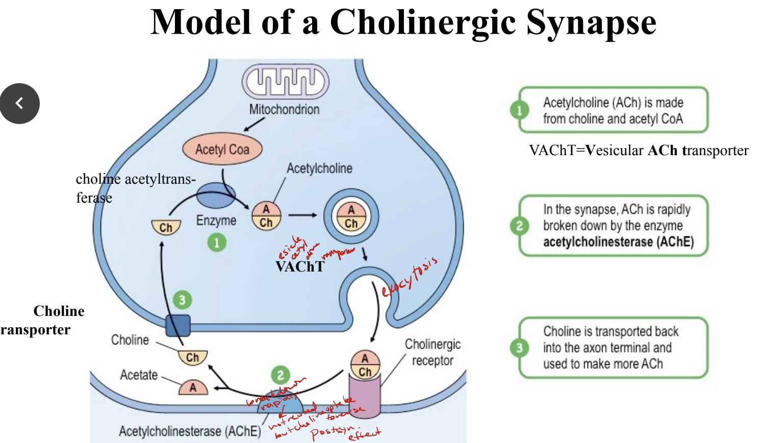 * synthesized from acetylene CoA and choline via choline acetylene transferase
* acts on both nicotinic (all inotropic and cause depolarization) and muscarinic (all metabotropic) receptors
* subtypes of both receptors exist
* nicotinic receptor stimulation leads to depolarization/excitation and muscarinic receptors lead to either excitation (ex: salivation) or inhibition (ex: cardiac muscle)
* cholinergic transmission is terminated by the catabolism of ACh via enzyme acetylcholinesterase (AChE)
* AChE inhibitors prolong ACh action → lead to depolarization block → inhibitors differ in how tightly they bind to AChE enzyme
* choline is a product of AChE action and is selectively taken back up into cholinergic nerve terminal and reutilized to make more ACh