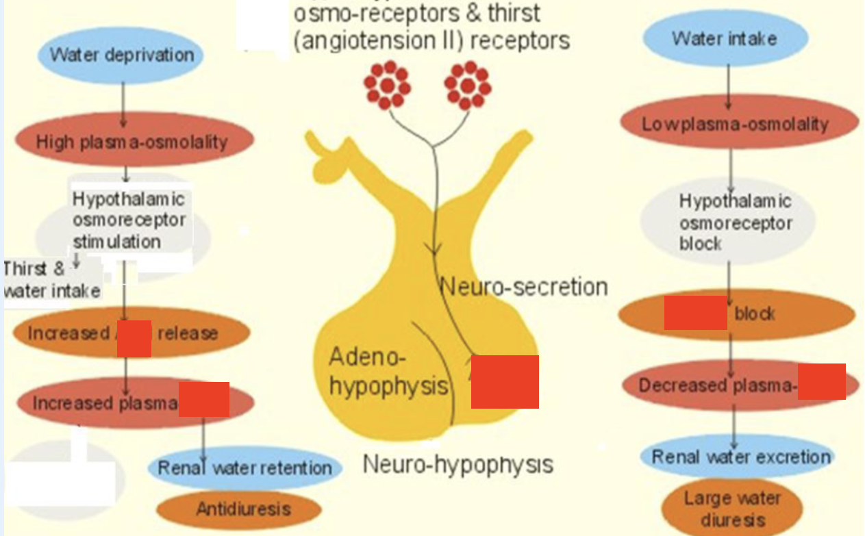 <p>plasma osmolality control. produced by hypothalamus, stored by posterior pituitary. secreted when plasma osmo rises & when BV/BP low, regardless of osmo. action in renal collecting duct. increases permeability of tubule membrane to water (reabsorption of water from urine), a water saving hormone</p>