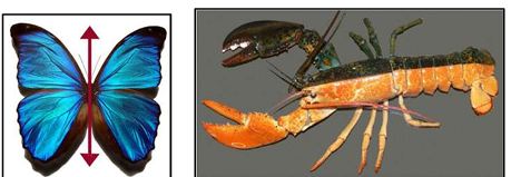 <p>1. <strong>Cephalization</strong> – brain development and directional movement<br>2. <strong>Greater mobility</strong></p>