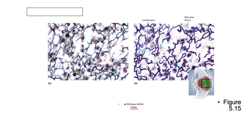 <p>location for reticular connective tissue</p>