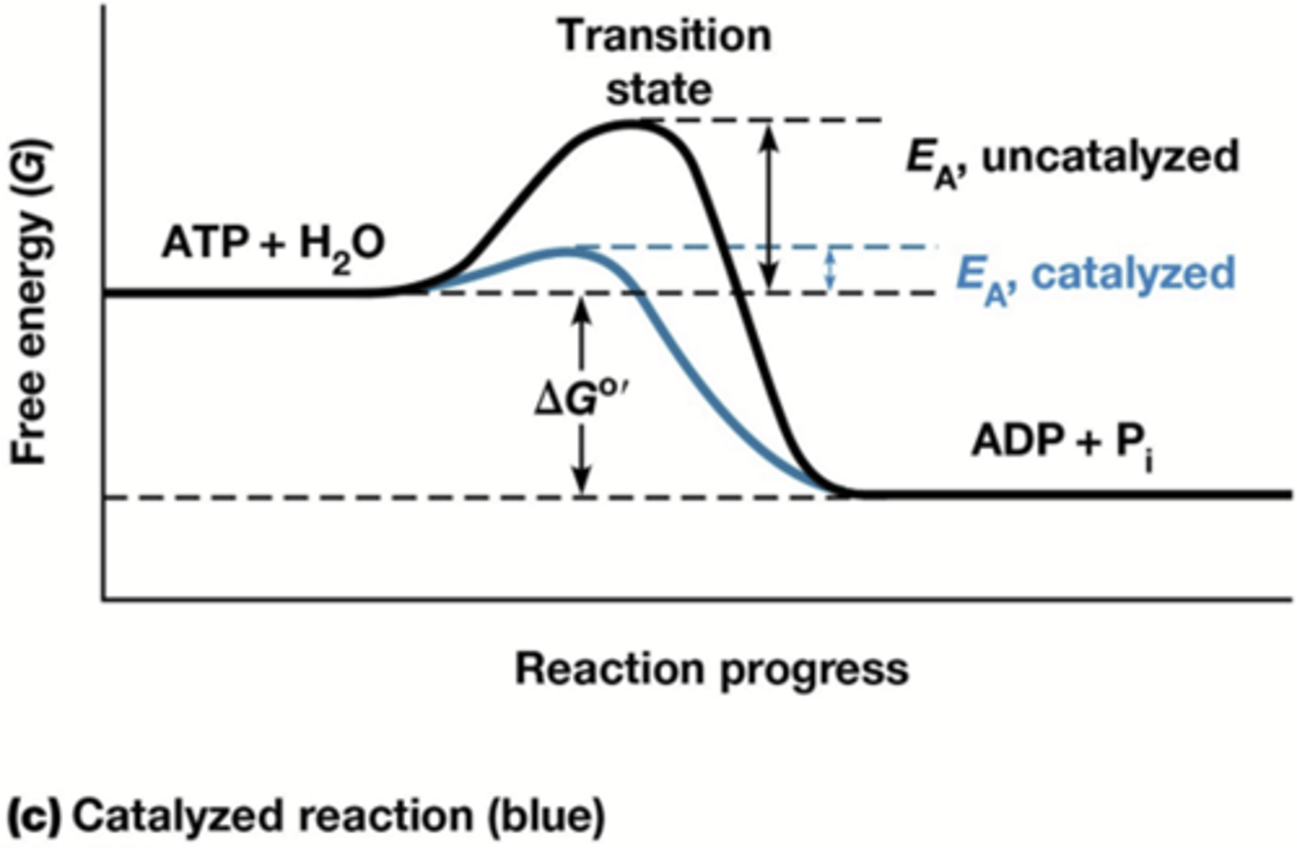 <p>-bindt substraten zodat reactie niet afhangt van toevallige botsing</p><p>-bindt substraten in bijna-transitietoestand</p><p>-omgeeft substraten door strategisch gepositioneerde groepen die het optreden van reactie bevorderen</p>