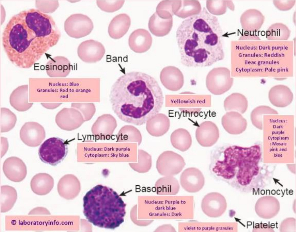 <ul><li><p>Common, granules, pale cytoplasm, 3-5 lobe segmented nucleus, 2-3 times RBC size </p></li><li><p>Increase in parasitic infections, 2 equally-segmented nucleus, orange/red granules </p></li><li><p>Rarely seen, blue/purple granules, 2-3 times RBC size, hard to see nucleus </p></li><li><p>No granules, no nucleus segmentation, dense nucleus, less cytoplasm than monocytes, almost same size RBC </p></li><li><p>Blue/grey cytoplasm with no granules, round kidney shaped nucleus no segmentation, 4-5 times RBC size, white cytoplasmic vacuoles </p></li><li><p>No nucleus, small and clustered, blue/purple cytoplasm </p></li><li><p>Total and differential leukocyte count (stress, physiological, inflammatory, leukemia), from monolayer </p></li><li><p>Classification of neutrophils based on nuclear lobe nr, assess neutrophil maturity, left shift due to inflammation shows immature neutrophils in blood </p></li></ul><p></p>