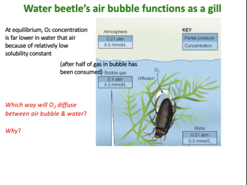 <p>which way will O<sub>2</sub> diffuse between air bubble &amp; water? why?</p>