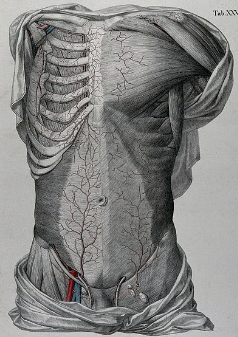 <p>The study of body structures large enough to be seen without the aid of a microscope or advanced imaging.</p>