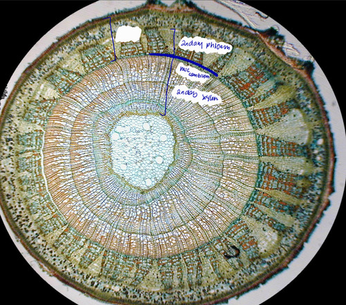 <p>tissues external to the vascular cambium; secondary phloem outward</p>