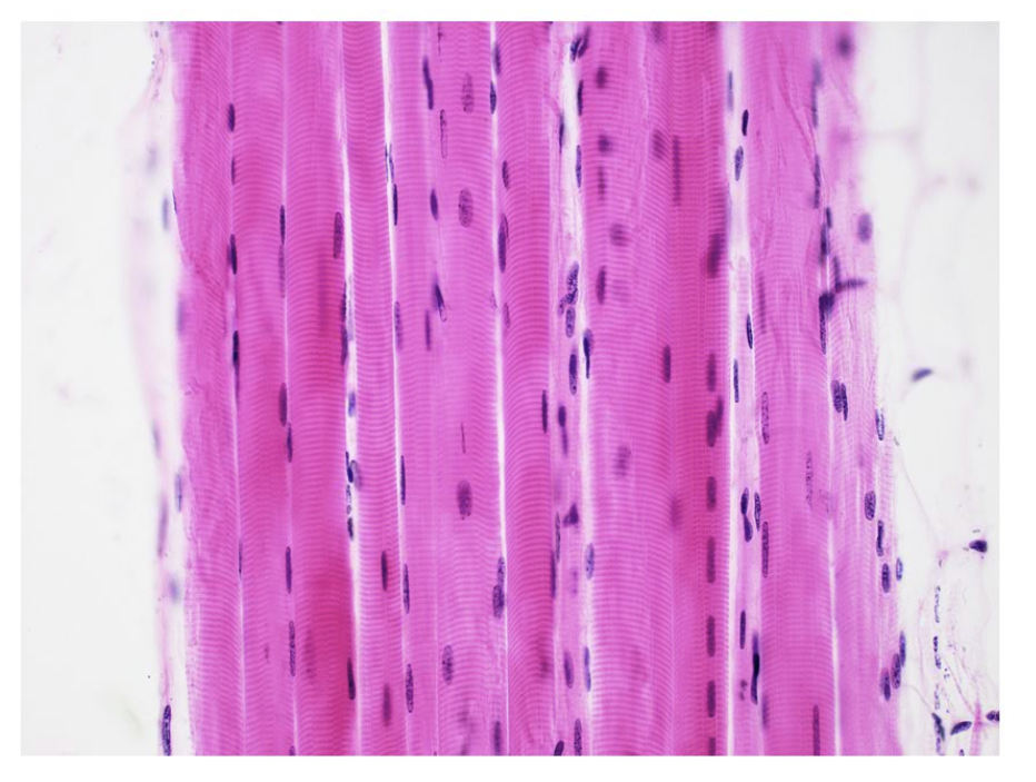 <p>Name the tissue.</p>