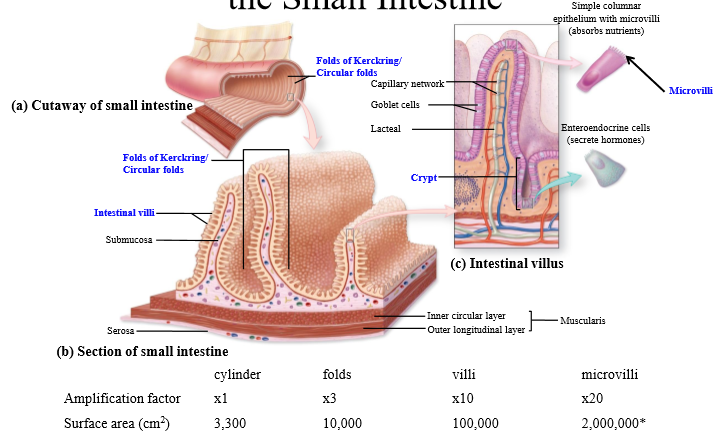 <p>SI has circular folds - layers of intestine that fold on itself. The circular folds are covered in villi: projection of tissue into the lumen.</p><p>- SI also has crypts, whcih increases surface area</p><p>- Villi covered in epithelial cells with microvilli projections for increased SA</p><p></p>