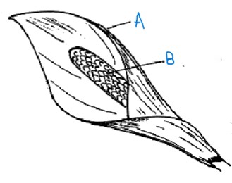 <p>identify the inflorescence</p>