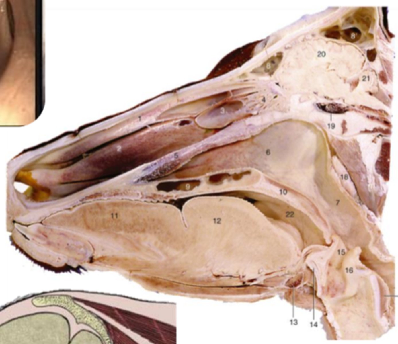 <p>Species differences:</p><p>- supports rumination (regurgitation, remastication, re-swallowing)</p><p>- wide pharynx for large boluses</p><p>- limited oral breathing</p>