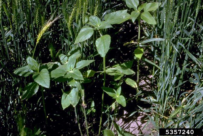 <p><span style="font-family: &quot;Calibri&quot;, sans-serif;">common sunflower</span></p>